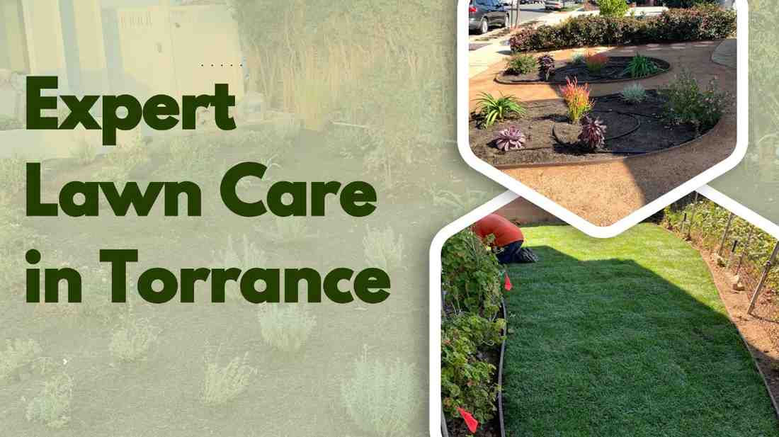 Professional Lawn Maintenance in Torrance: How to Maintain a Healthy, Green Lawn in Southern California